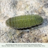 polyommatus thersites larva4 daghestan1